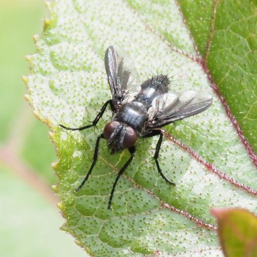Réf. 234 681 : Nyctia halterata